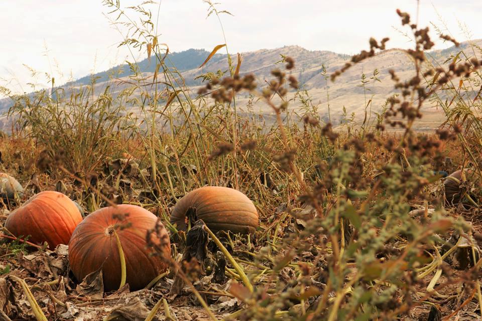 Pumpkins in a field at Sunset Valley Farms in Kamloops, BC.