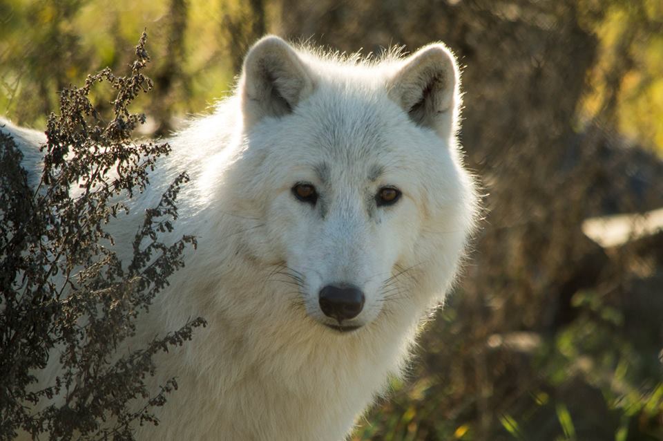 A white wolf amongst the grass and bushes at the BC Wildlife Park in Kamloops, BC.