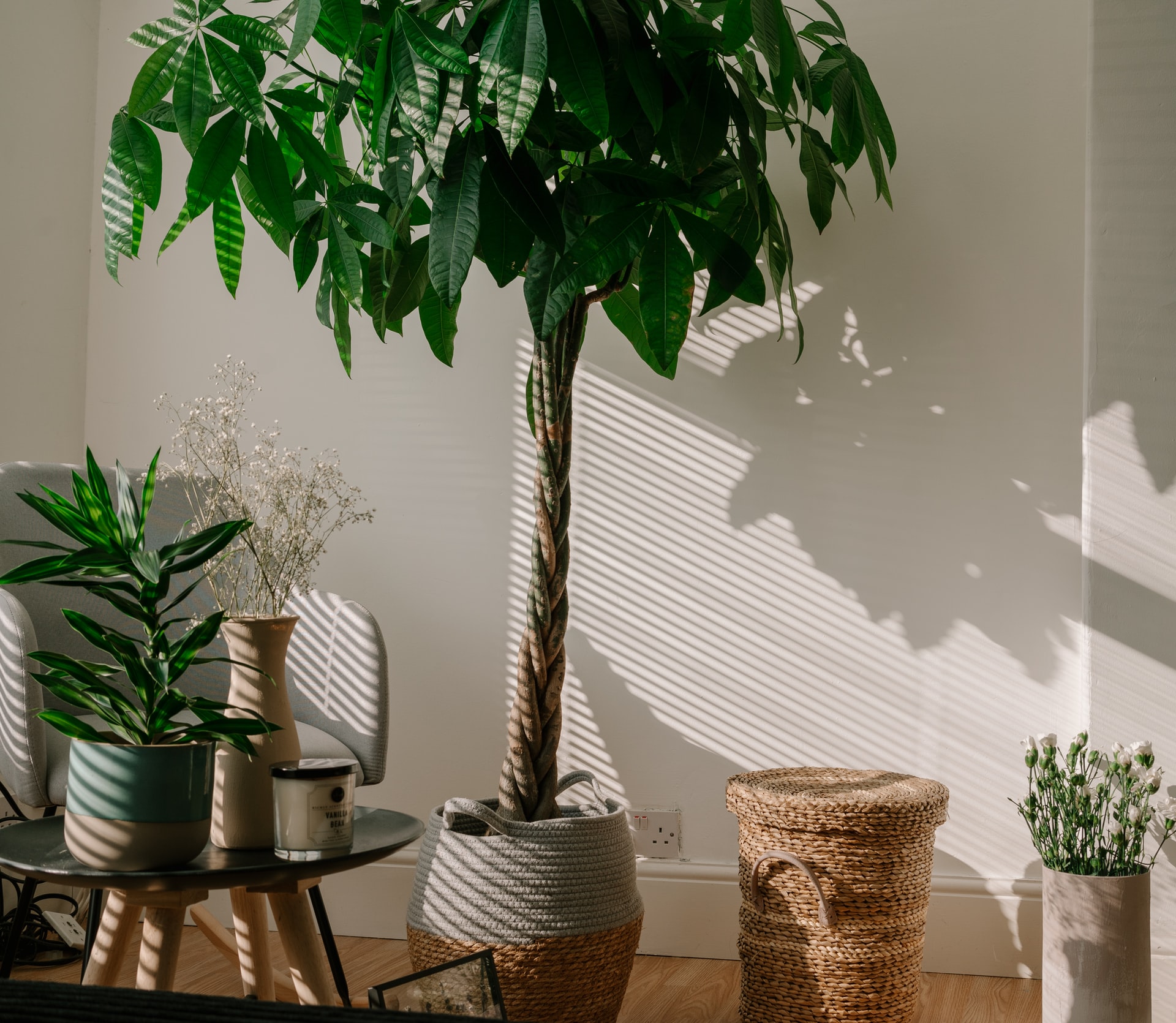 Indoor plants that should be rotated regularly for plant care because the sun is stronger on one side.