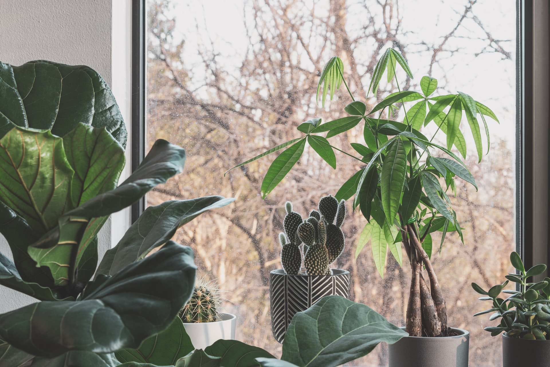 Tropical indoor plants sitting in a window.