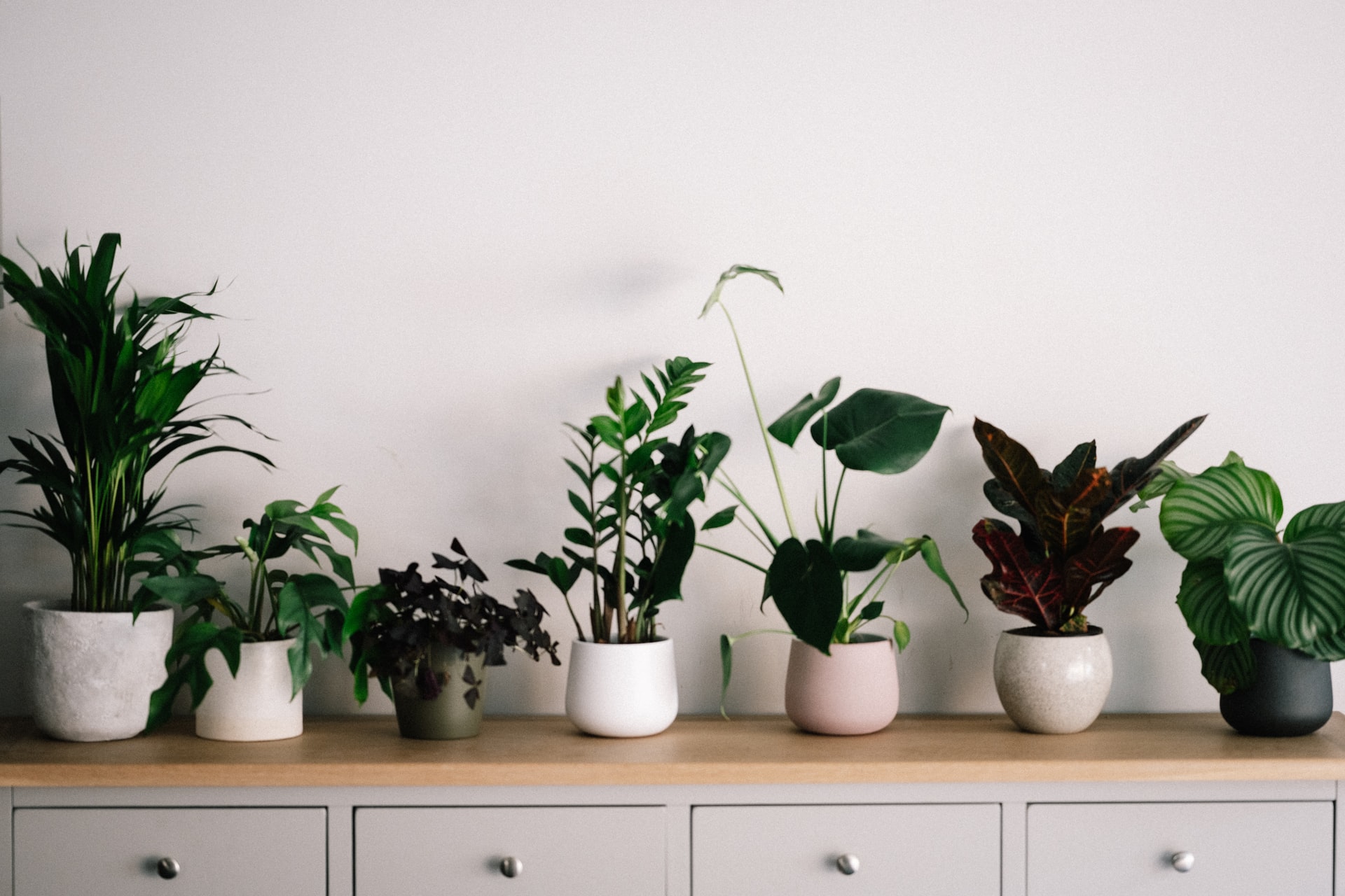 Several indoor houseplants sitting along a table.